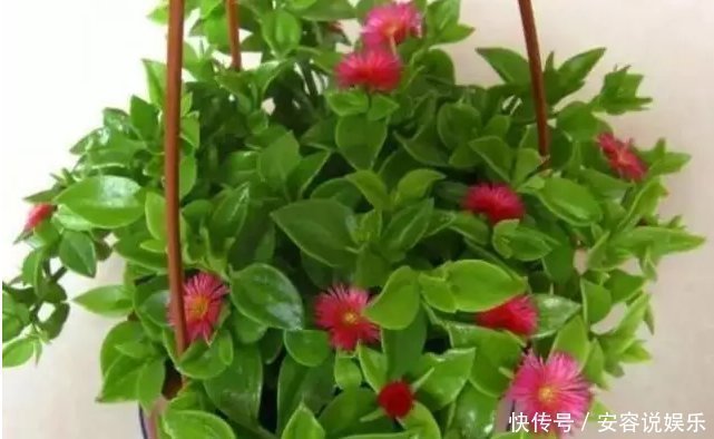 枝条|夏天“最适合”扦插3种花，10天生根，养2个月就能变“花海”