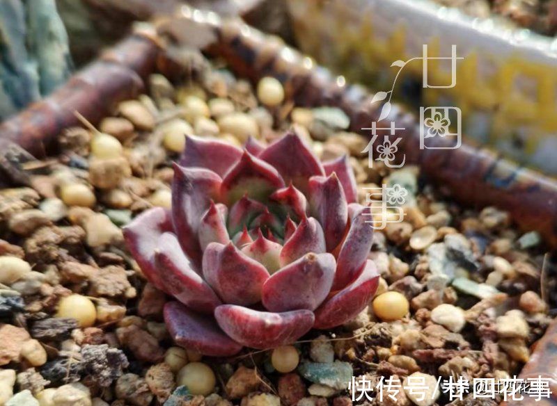 多肉植物到了冬天,到底应该怎样浇水?这7条说的已经比较全面了