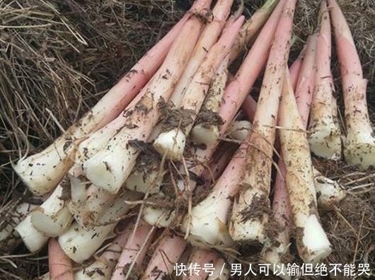 藏在杂草堆的“红色塔尖”,曾是农村人的鲜味独享,很多人没见过