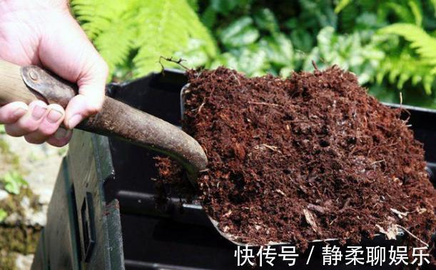养花旧土,按这2步“翻新”,无菌、无害虫,营养更全面