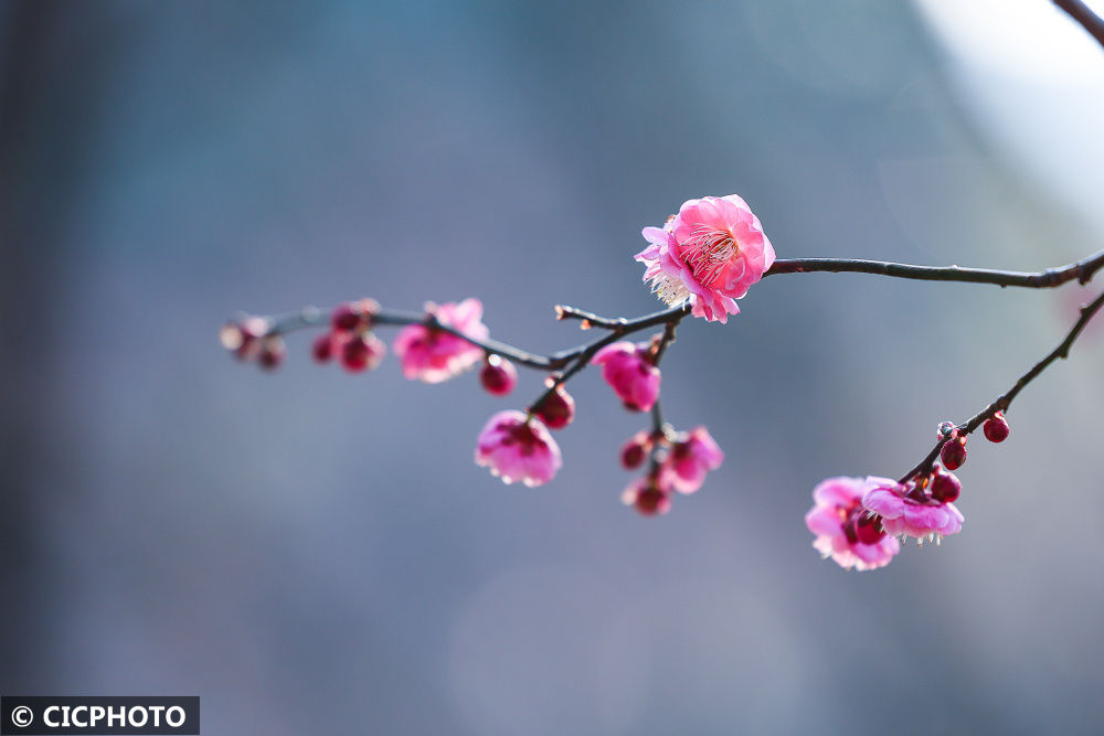 陈勇|梅花盛开春意浓