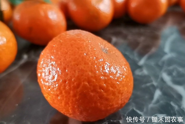 “砂糖橘”有真假,这样的“砂糖橘”,别买,不好吃!4招挑橘子