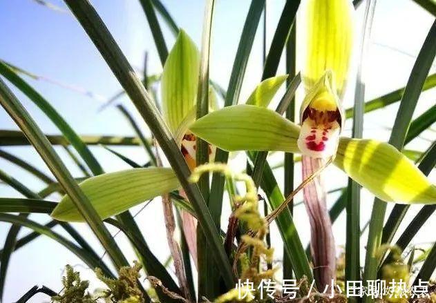 怎样养春兰蕙兰，开花香、花期长3个简单技巧，新手都能做好