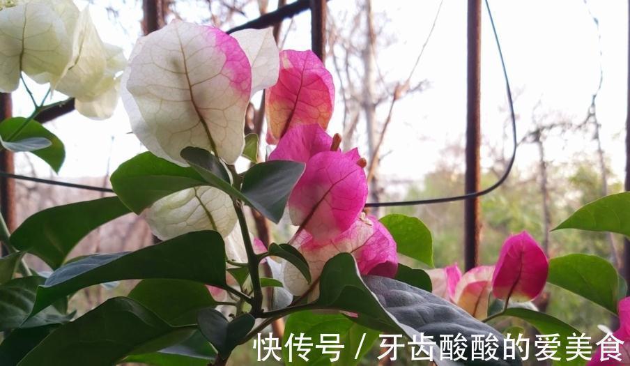 养4种花,浇水很关键,学会此样做,枝叶茂盛、开花爆盆