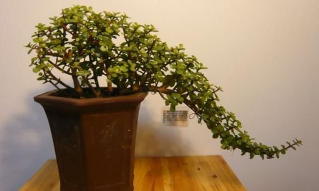 生长速度|养一盆金枝玉叶,一剪一扎,轻轻松松,变成值钱的“盆景”
