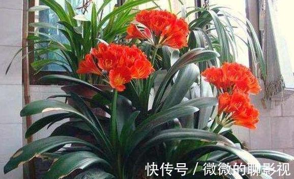 如何延长君子兰的花期，教你6招小技巧，花期多一倍，很实用