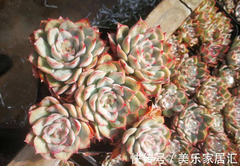 新手养盆多肉猎户座,皮实好养不徒长,叶片肥厚爱爆崽,美极了