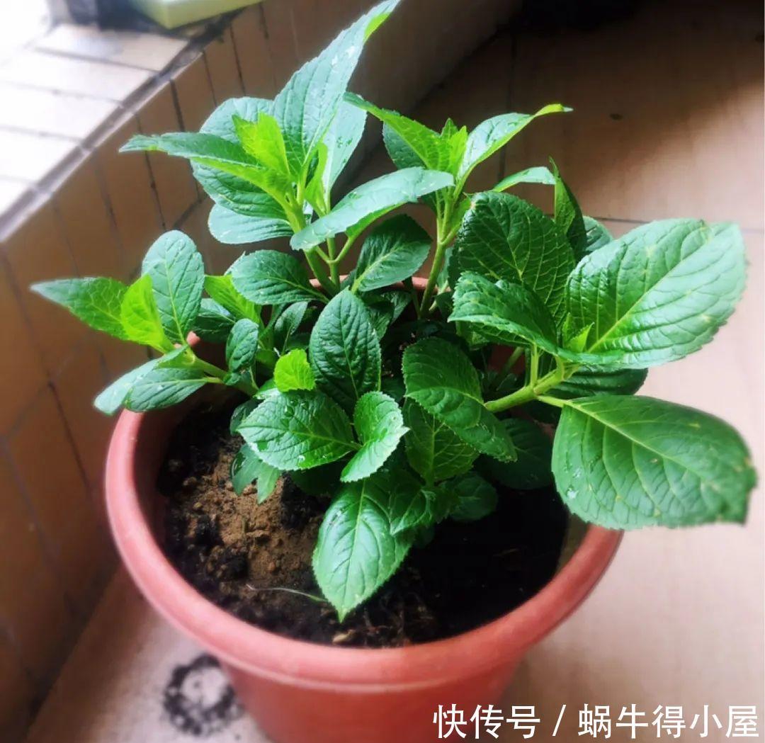 牡丹|这现在不能换盆的花,土一松就没命,白养大半年