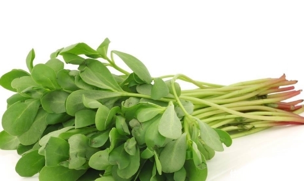 救荒本草|农村这些野菜很低调,却是“食疗的宝贝”,对心血管有保健作用