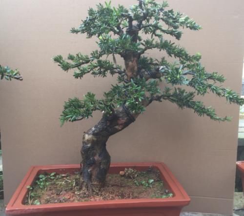 家有院子，为何要摆一盆罗汉松盆景？古人说的话，不无道理