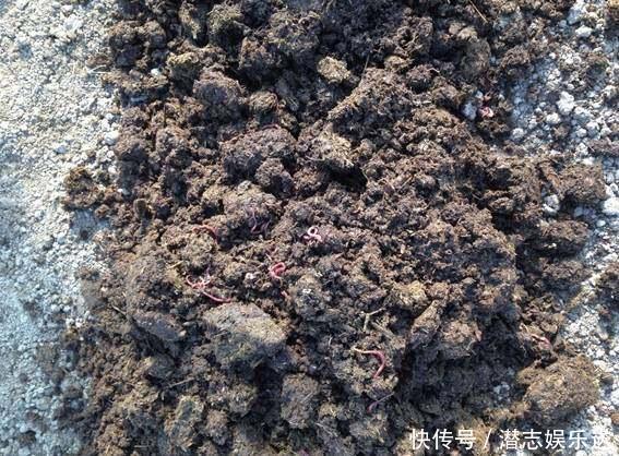 功效|怪不得老花农养花都喜欢用米醋,看了5大神奇功效,彻底被折服了