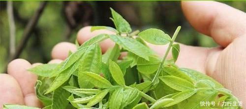 黑芝麻|血液垃圾的“天敌”找到了，40岁以后可劲吃，血管一天比一天好