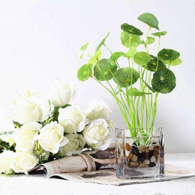 铜钱草叶子枯黄,没精神,是不是快要枯萎了