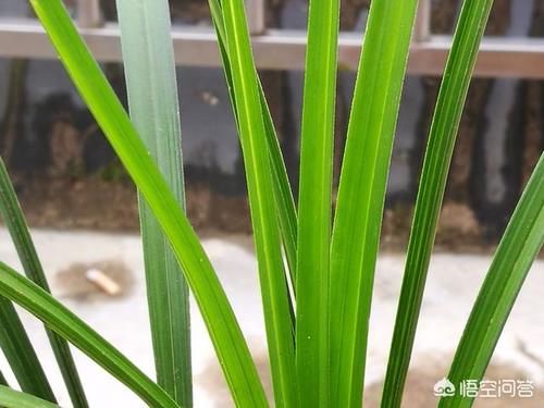 兰花怎么知道烂没烂根？