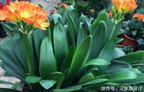 生长期|夏天养君子兰,发出“三信号”还在生长期,补充水肥绽放层叠群花