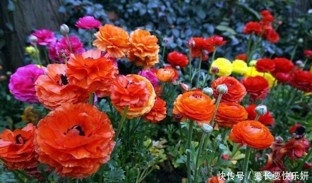 这3种花别养了,一不小心就热死,夏天最难养的三种花!