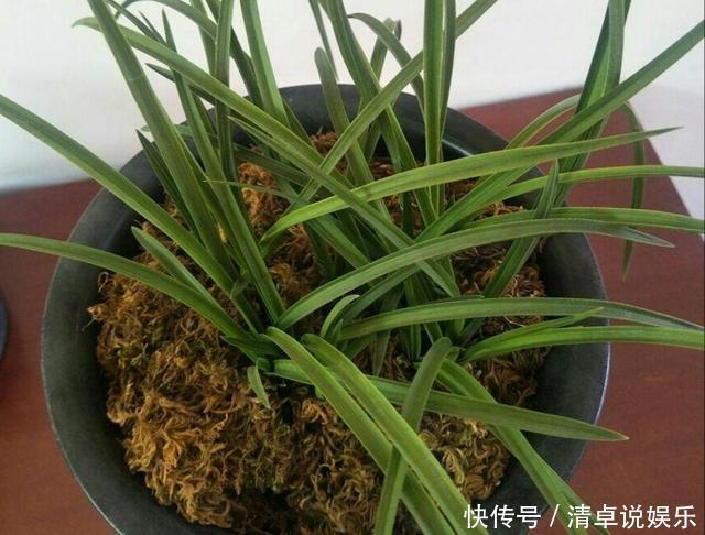 兰花少不了“苔藓”，快铺一层“水苔”，小嫩芽蹭蹭冒太喜人了