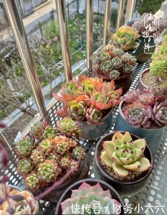 揭秘:那些干净又温暖的多肉照片从哪里来?