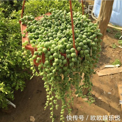 3种多肉植物,养在家里,旺财寓意好,值得拥有!