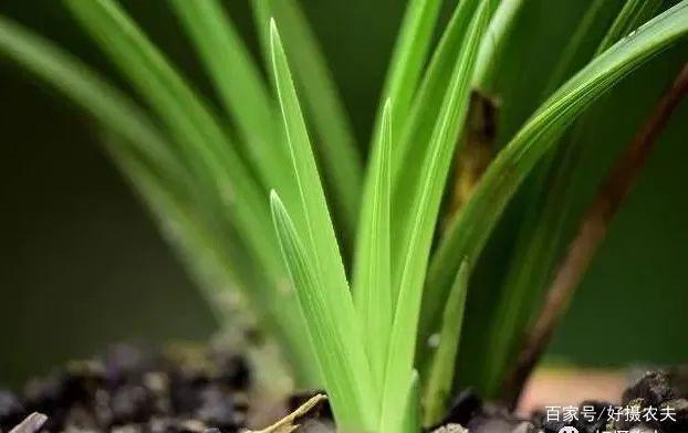 兰花换植料后，叶片有点萎蔫，是不服盆吗