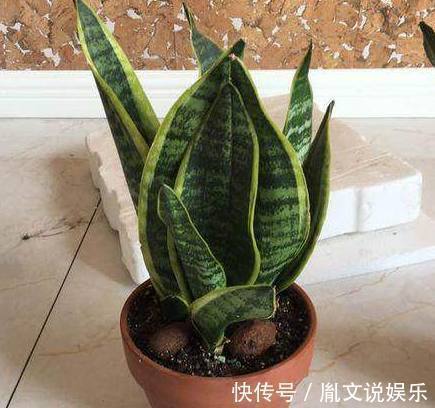 6种号称养不死的花,一不小心就能养爆盆,养花小白都能养很好