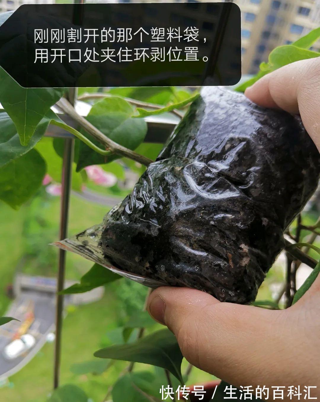 这花不用扦插，枝条套个塑料袋，大白根呼呼冒养花大全昨天