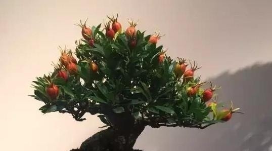 玩盆景必须学会的上盆技巧，这些方法要知道！