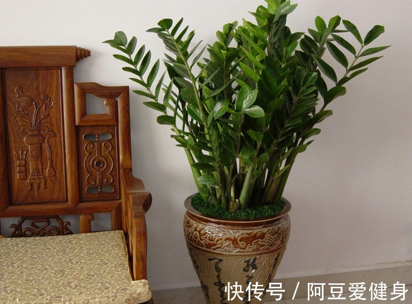 长寿花|养花就养这5款植物，大吉大利，盆栽打理方法简单