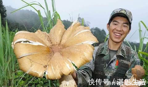 野生菌|比肉还贵，比鱼还鲜，1公斤要价100块，大多人不认识，吃不起