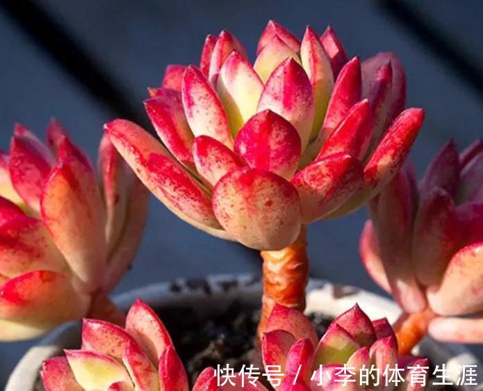 多肉红稚莲和火祭，冬季都是红的如火，但我更爱红稚莲