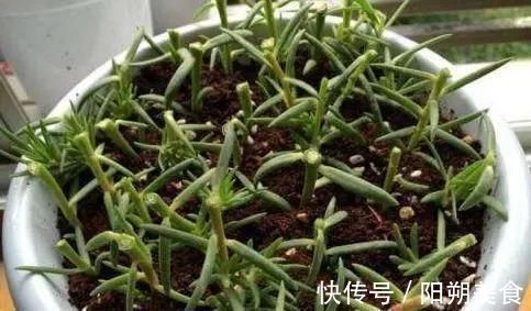 枝条|5种花，趁现在“赶紧扦插”，生根快，长得快，一个月就开花