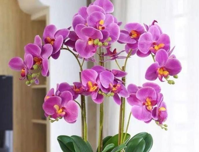 4种花漂亮易爆盆,养在家里繁花似锦,清新脱俗,懒人最爱