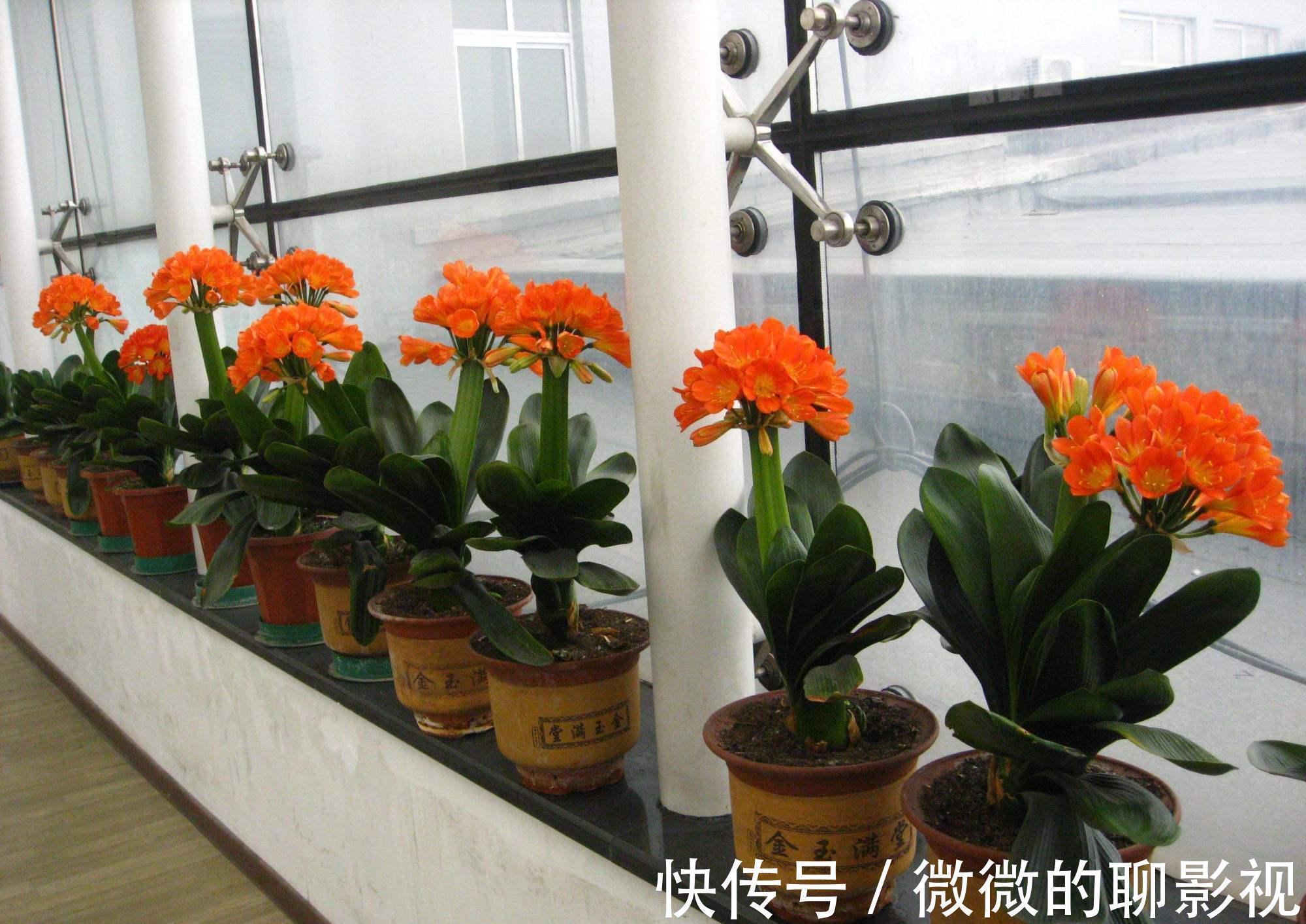 5种公认的富贵花，适合养客厅，贵气又吉祥，有钱人家都爱养