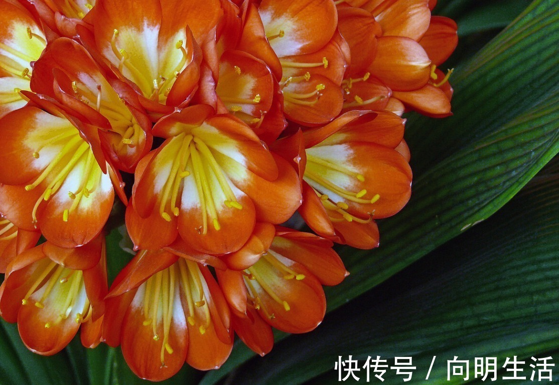 君子兰|君子兰害怕五件事,新手经常犯,难怪越养越糟糕