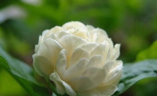 茉莉|此“香水花”,人称“天下第一香”,有土即活,花开200天,好养