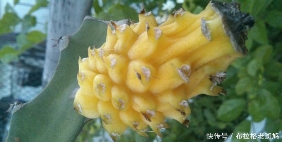 干燥|立冬后，每天吃一个，给肠胃“洗澡”，女人不想肌肤干燥可以试试