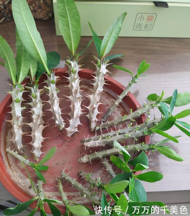 容易因多浇水而死的“10种花”，想要养好，管住手，少浇水