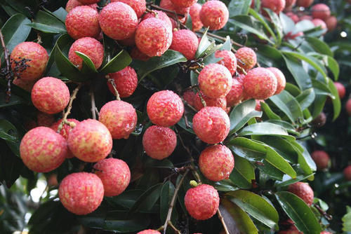 端午|端午节，无论贫富，6样“吉祥果”摆上桌， 应季好吃寓意端午安康