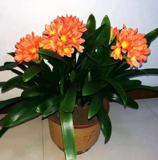 君子兰不开花记住“3个小方法”,1次开出几十朵花,美