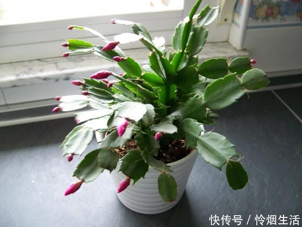 植株|君子兰、蟹爪兰钟爱的这种水,冬天来一杯,花苞爆增