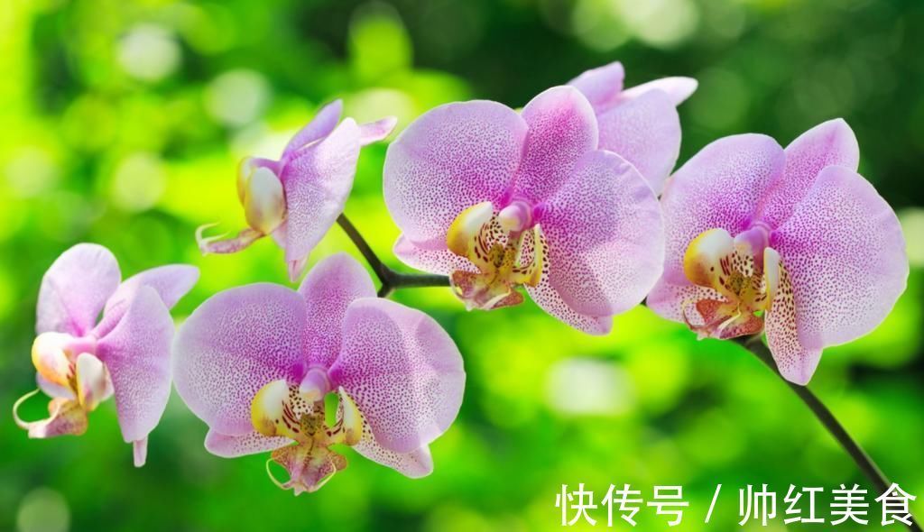 兰花栽种的3个技巧,大大提高成活率,窜箭快,开花多