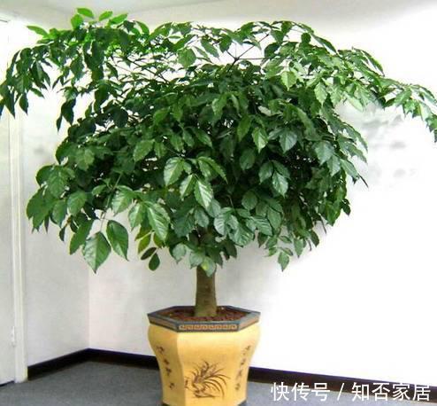 适合客厅养的4种大型花，个个寓意好，养好家人身体健康