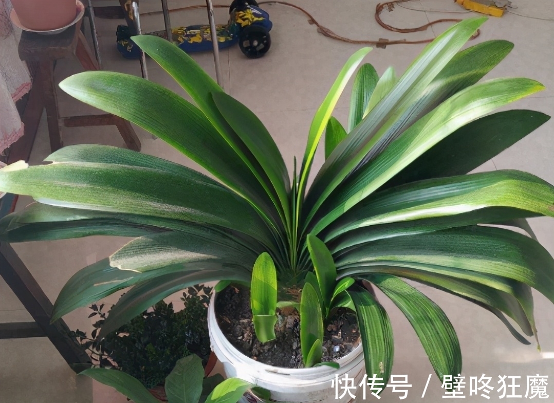 给君子兰换盆土垫上这些东西,3年内肉质根再不会因积水而腐烂了