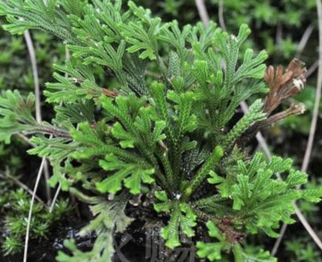 岩柏草|家乡若是有1种“还魂草”,请保护起来,花店里15元1盆,太值钱!