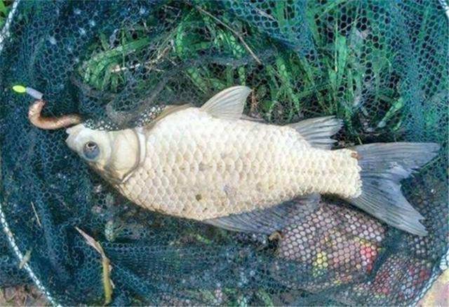 很多人都知道“钓鱼要钓草”，却不知还有下半句，这才是关键所在