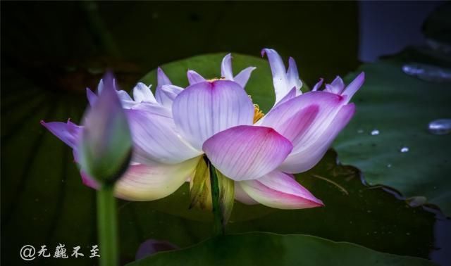 老年|青白江的夏雨荷——夏至错失日环食，怡湖园中观芙蕖