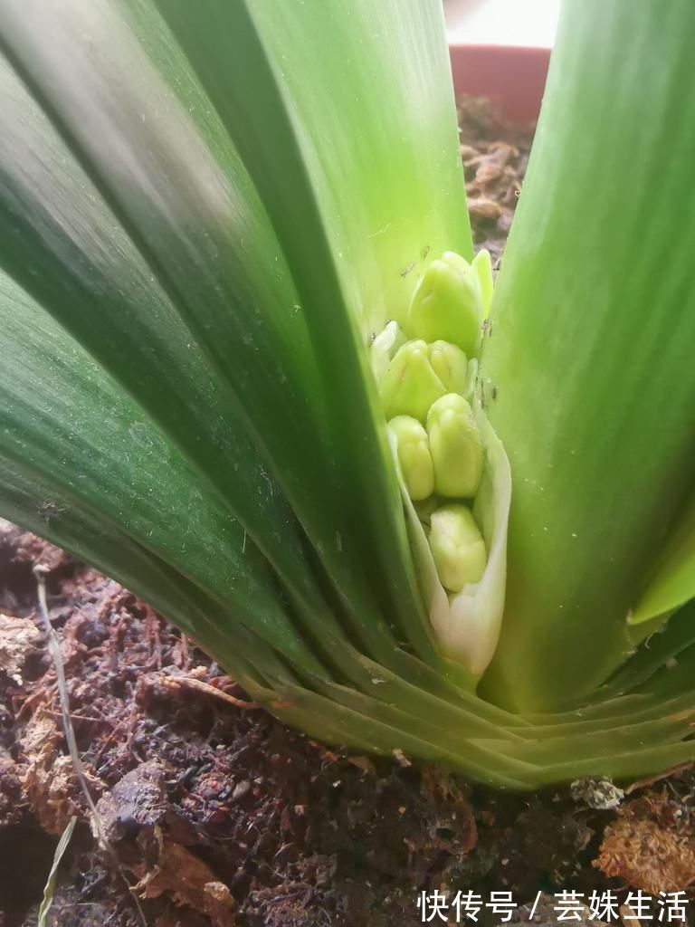 叶子|君子兰能不能开花，主要看这3点，全都符合才能开