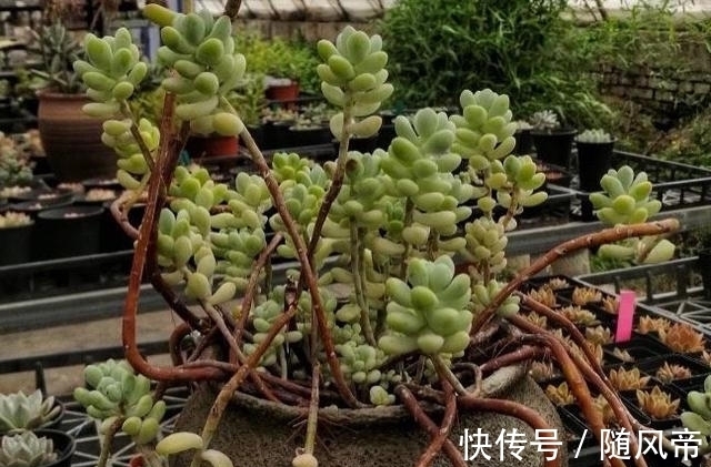 多肉天使之泪天生长的高,可别当徒长处理,养成直立桩偷着乐吧