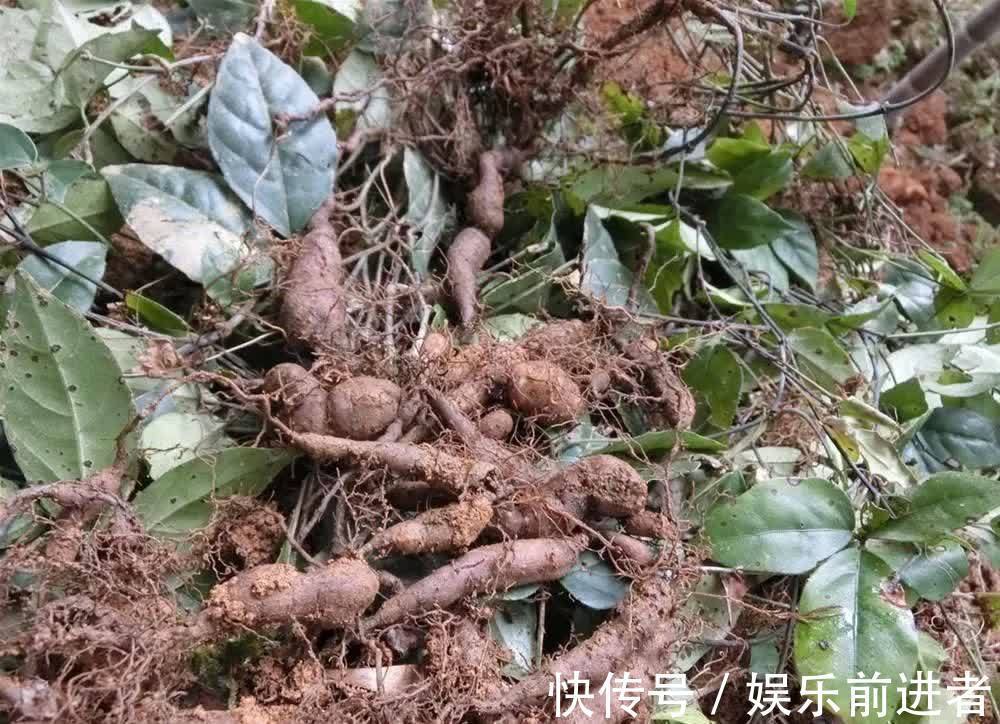 地摊|千元一斤被捧上神坛，遭人们疯狂采挖，如今跌成地摊货常年卖不动