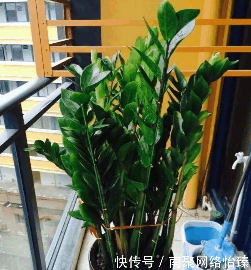 虎皮兰、君子兰、金钱树,用这1种方法,都能养爆盆